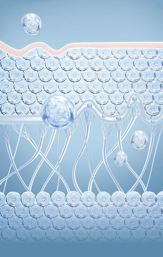 Collagen and Gut Health: The Overlooked Connection