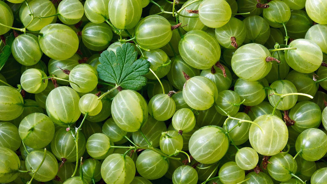 Why Gooseberry Deserves a Spot in Your Daily Diet
