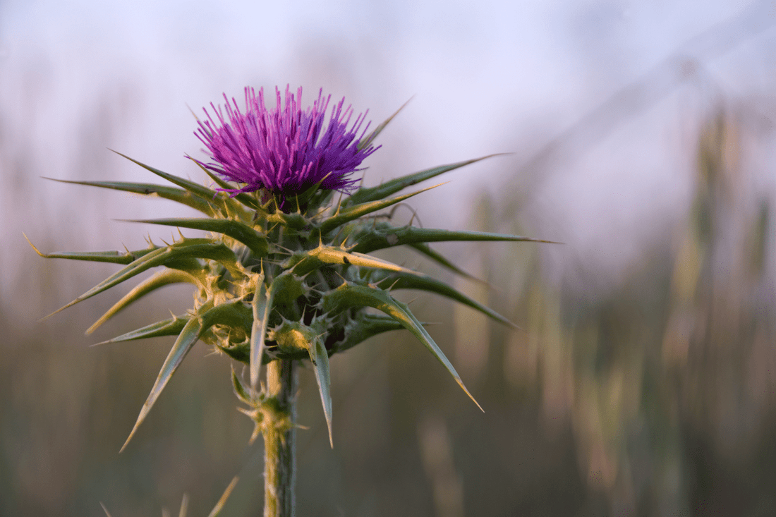 What Milk Thistle Really Does for Liver Health