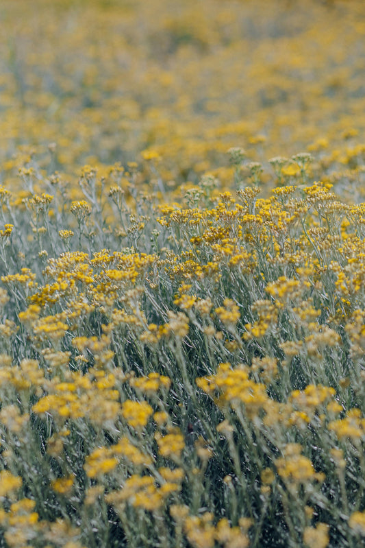 The Mediterranean Flower That Could Transform Your Skin Naturally