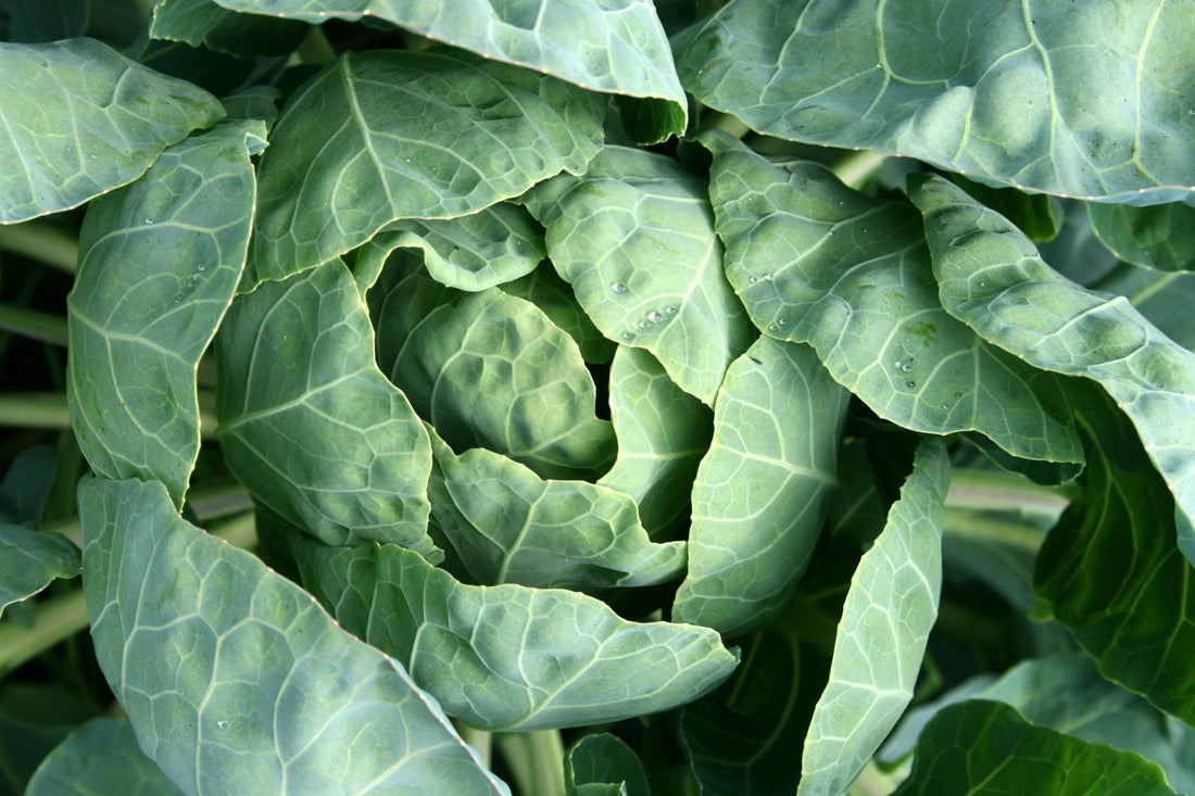 Why Cabbage Is About to Be Everywhere in 2026