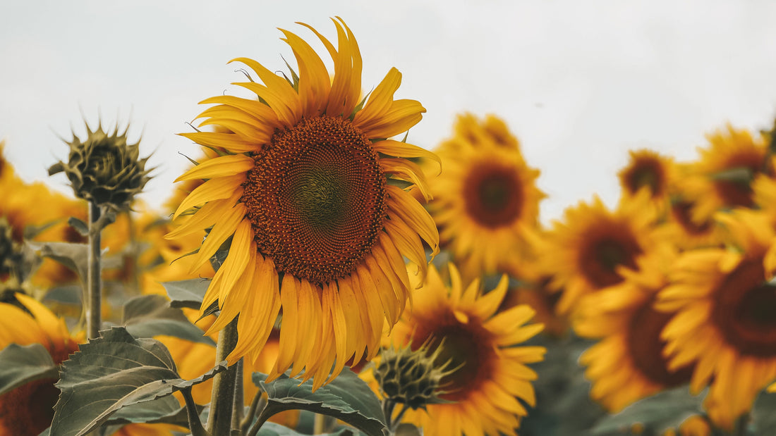 6 Reasons to Eat Sunflower Seeds Daily